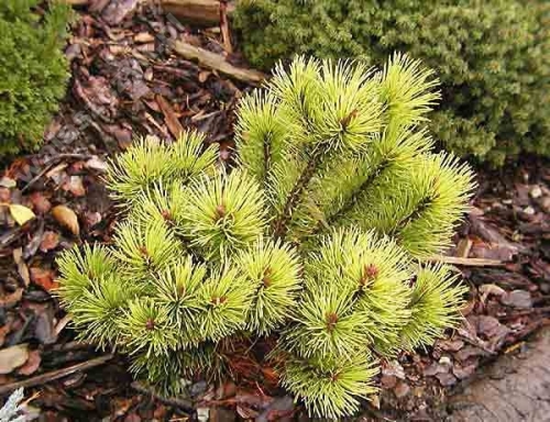Pinus mugo 'Ophir Pa'